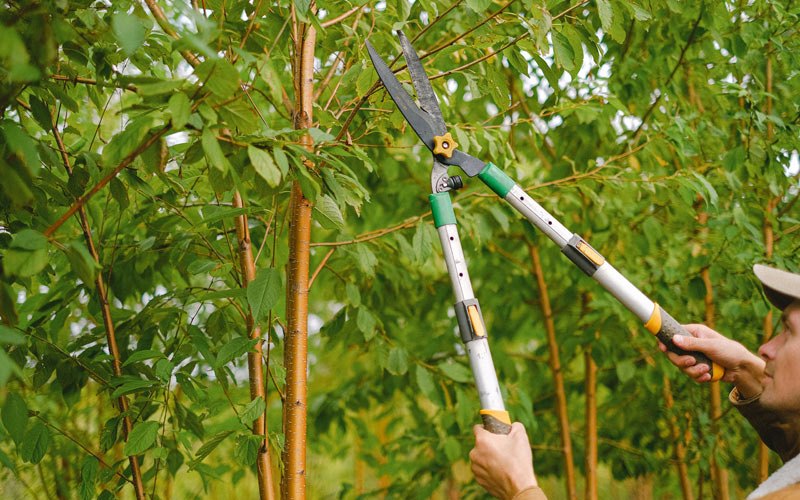 Tree trimming in Menlo, IA