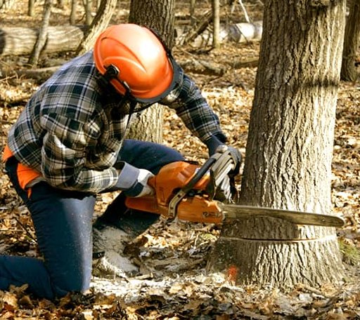 Tree Removal in Menlo, IA